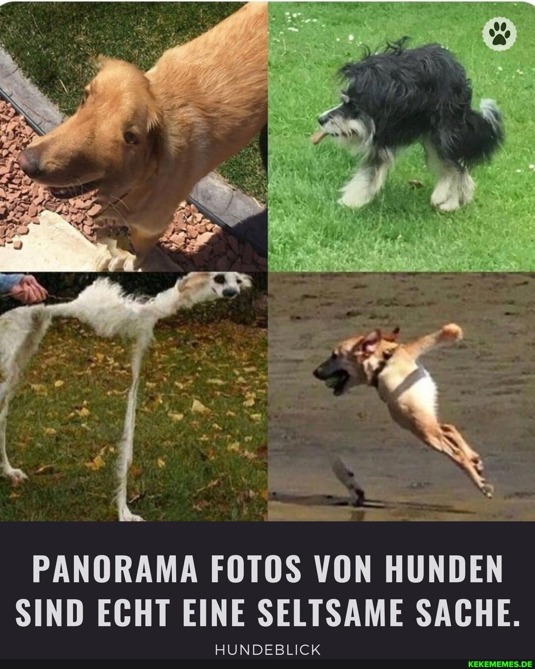 PANORAMA FOTOS VON HUNDEN SIND ECHT EINE SELTSAME SACHE.
HUNDEBLICK