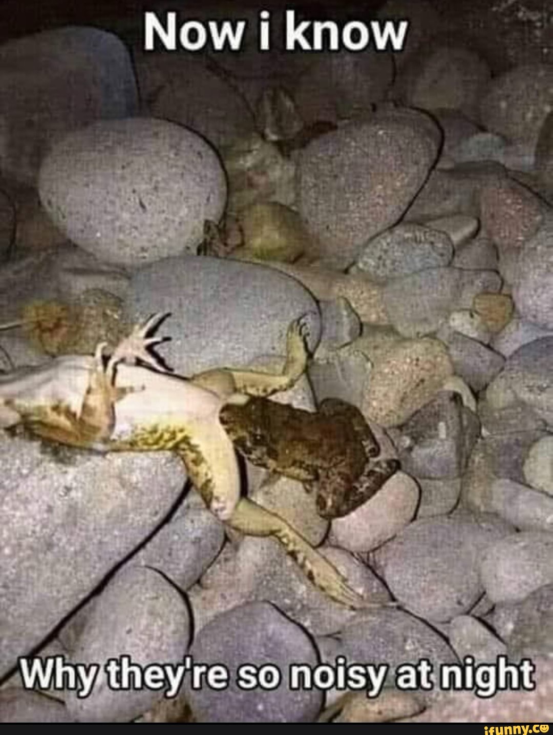 Now know Why theyre so noisy at night iFunny