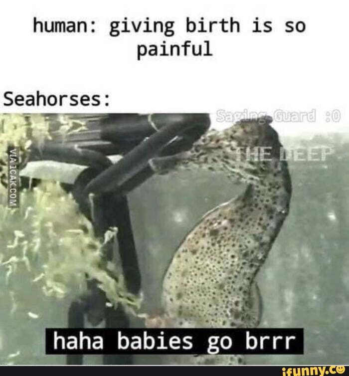 Human: giving birth is so painful Seahorses: haha babies go brrr - iFunny