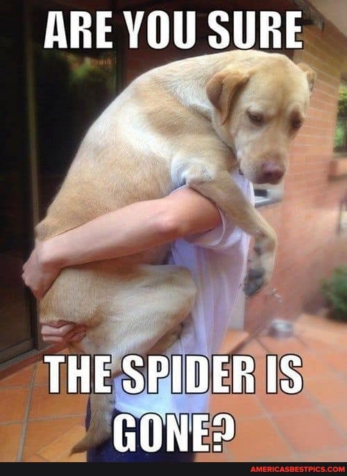 ARE YOU SURE
THE SPIDER IS CONED