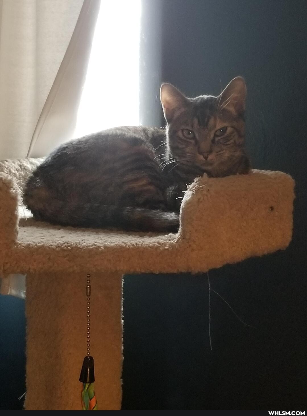cat, aww, kitten