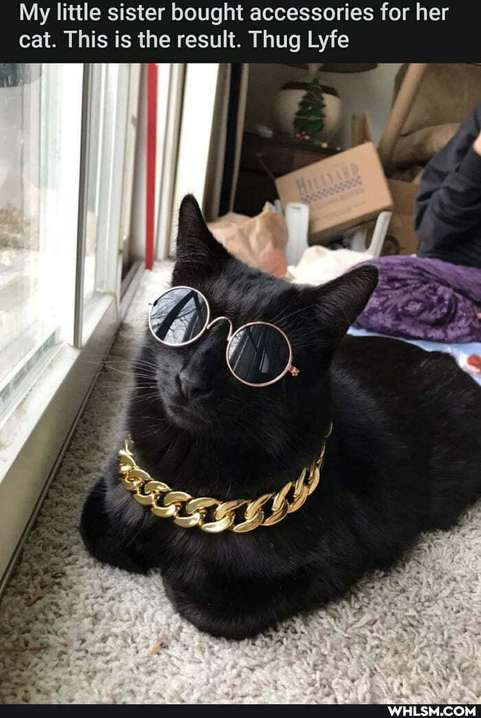 My little sister bought accessories for her cat. This is the result. Thug Lyfe
aN