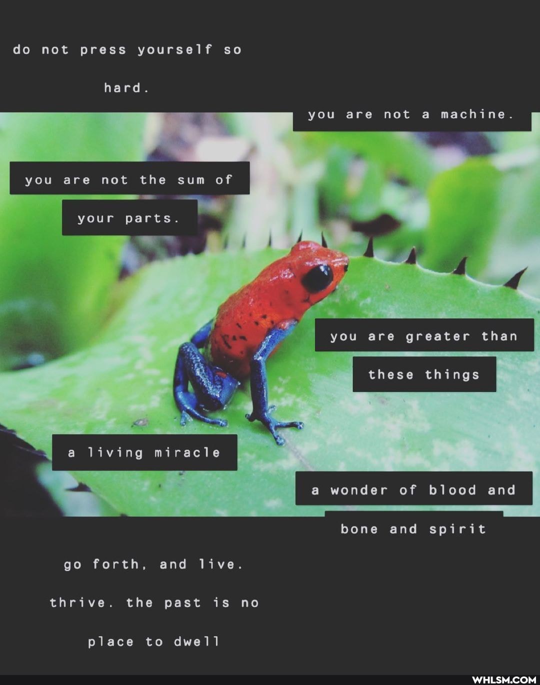 do not press yourself so
hard.
you are not a machine.
you are not the sum of
your parts.
you are greater than these things
a living miracle
a wonder of blood and
bone and spirit
go forth. and live.
thrive. the past is no
place to dwell