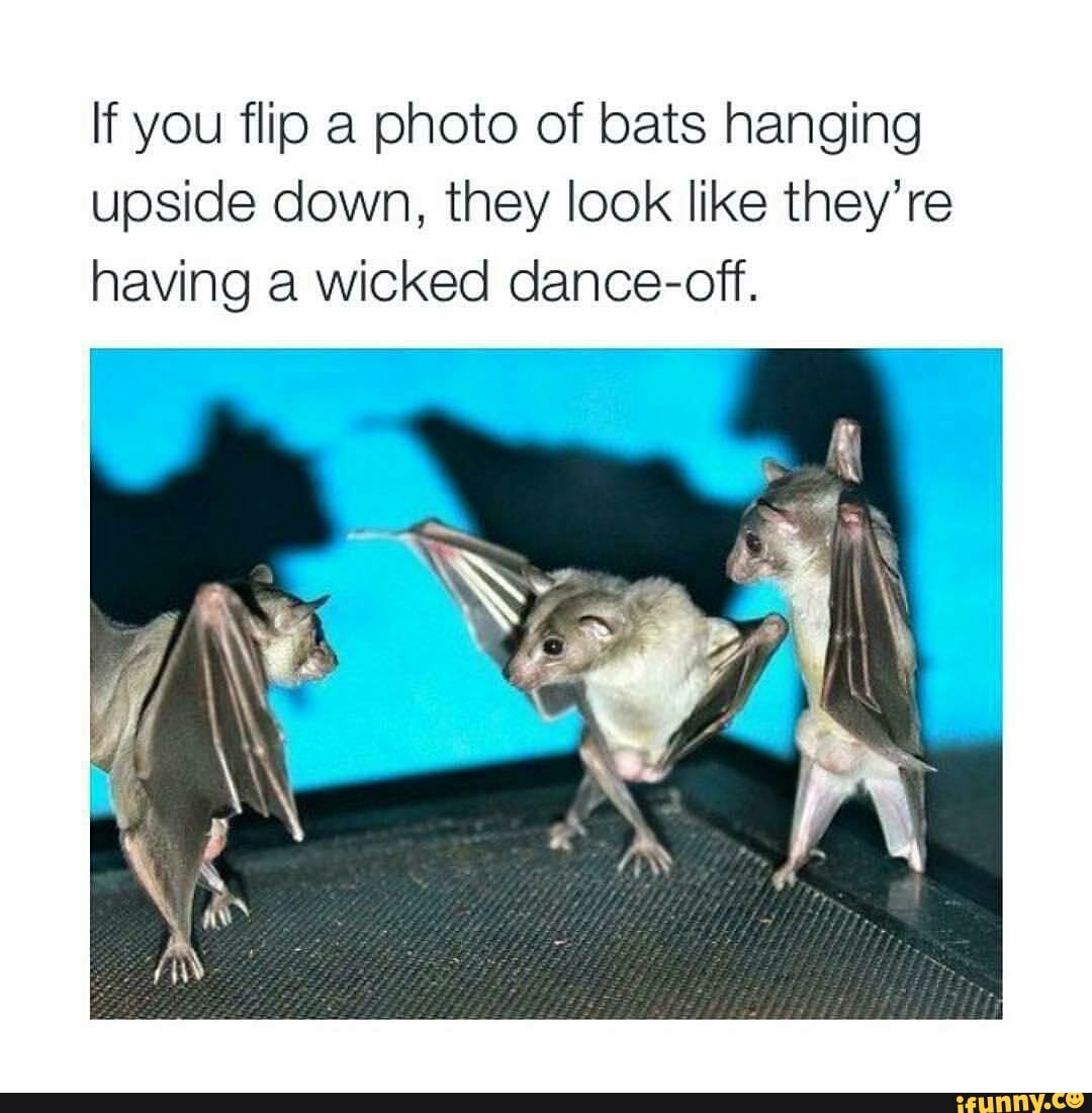 If you flip a photo of bats hanging upside down, they look like they're ...