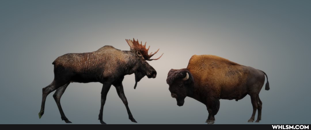 moose, deer, comparison, bison