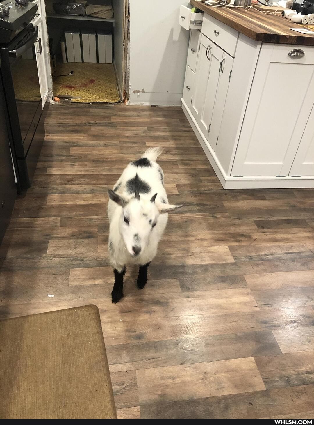 goats, baby_animals