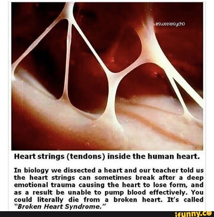 Heart strings (tendons) inside the human heart. In biology we dissected ...