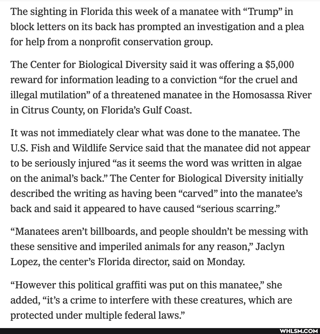 The sighting in Florida this week of a manatee with "Trump" in block letters on its back has prompted an investigation and a plea for help from a nonprofit conservation group.
The Center for Biological Diversity said it was offering a $5,000 reward for information leading to a conviction "for the cruel and illegal mutilation" of a threatened manatee in the Homosassa River in Citrus County, on Florida's Gulf Coast.
It was not immediately clear what was done to the manatee. The
US. Fish and Wildlife Service said that the manatee did not appear to be seriously injured "as it seems the word was written in algae on the animal's back." The Center for Biological Diversity initially described the writing as having been "carved" into the manatee's back and said it appeared to have caused "serious scarring."
"Manatees aren't billboards, and people shouldn't be messing with these sensitive and imperiled animals for any reason," Jaclyn
Lopez, the center's Florida director, said on Monday.
"However this political graffiti was put on this manatee," she added, "it's a crime to interfere with these creatures, which are protected under multiple federal laws."
