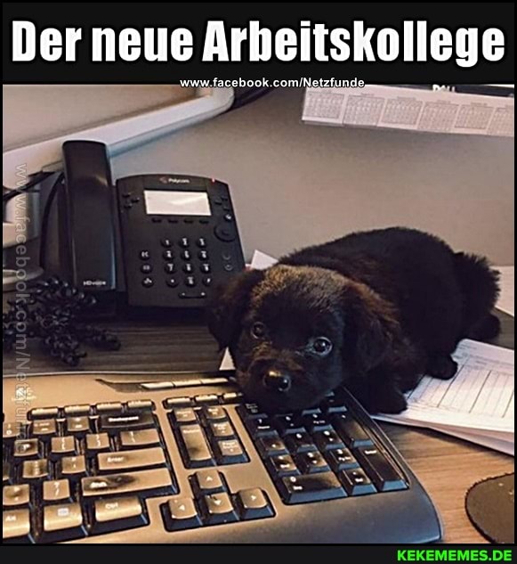 Der neue Arbeitskollege
'www.