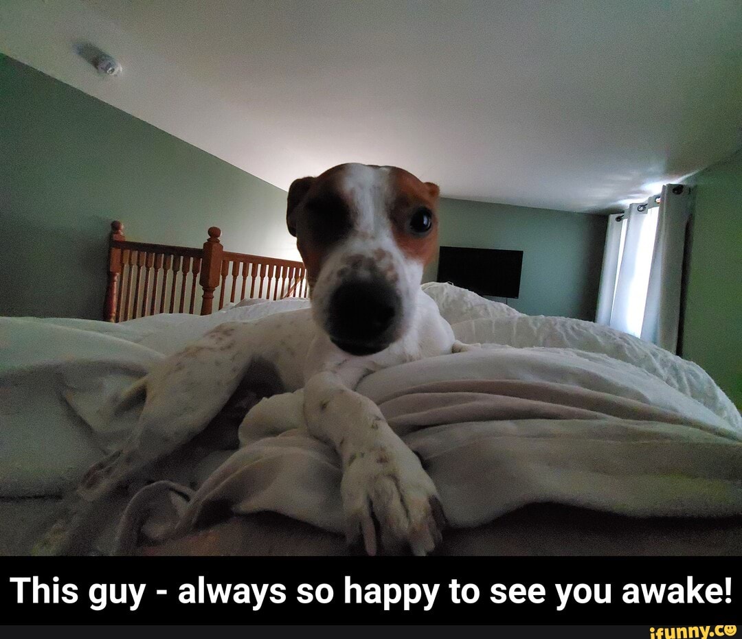 This guy - always so happy to see you awake! - This guy - always so happy to see you awake!