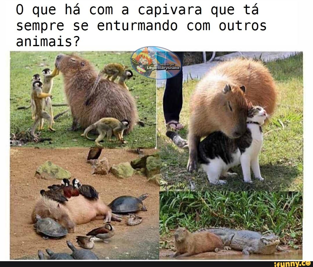 O que há com a capivara que tá
sempre se enturmando com outros
animais?