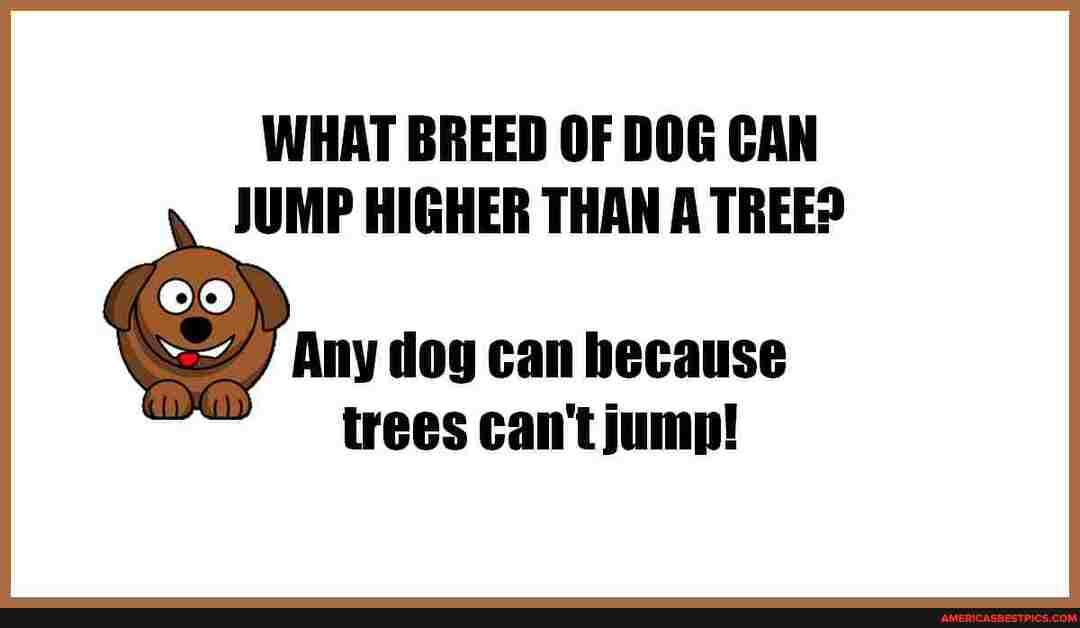 WHAT BREED OF DOG CAN
JUMP HIGHER THAN A TREEP dog can hecause
trees can't jump!