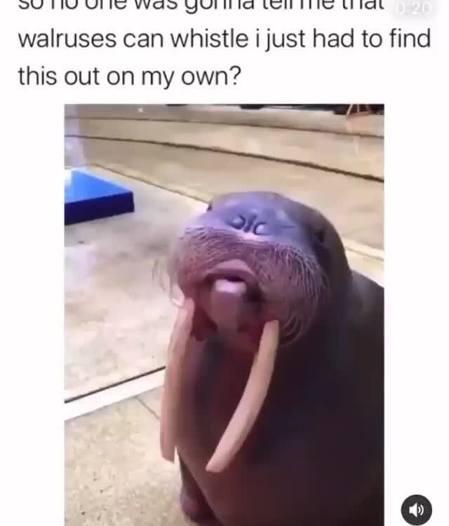 VY TIM YES WAS METIS MOH TEI Ub taat
walruses can whistle i just had to find
this out on my own?