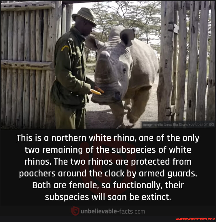 N/A - This is northern white rhino, one of the only two remaining of