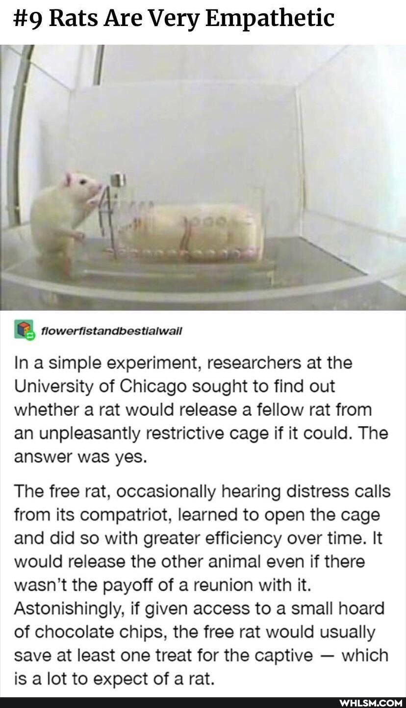 #9 Rats Are Very Empathetic
BB flowerfistandbestiatwall
In a simple experiment, researchers at the
University of Chicago sought to find out whether a rat would release a fellow rat from an unpleasantly restrictive cage if it could. The answer was yes.
The free rat, occasionally hearing distress calls from its compatriot, learned to open the cage and did so with greater efficiency over time. It would release the other animal even if there wasn't the payoff of a reunion with it.
Astonishingly, if given access to a small hoard of chocolate chips, the free rat would usually save at least one treat for the captive - which is a lot to expect of a rat.