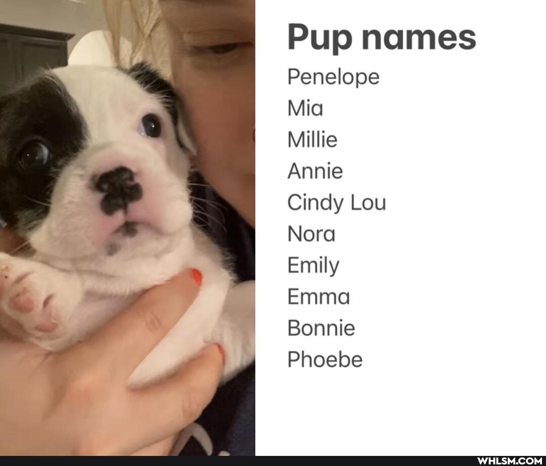Pup names
Penelope
Mia
Millie
Annie
Cindy Lou
Nora
Emily
Emma
Bonnie
Phoebe