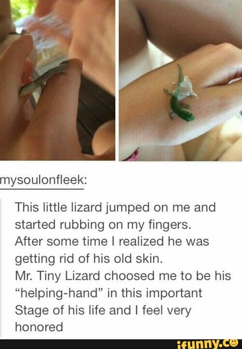 mysoulonfleek:
This little lizard jumped on me and
started rubbing on my fingers.
After some time I realized he was
getting rid of his old skin.
Mr. Tiny Lizard choosed me to be his
“helping-hand" in this important
Stage of his life and I feel very
honored