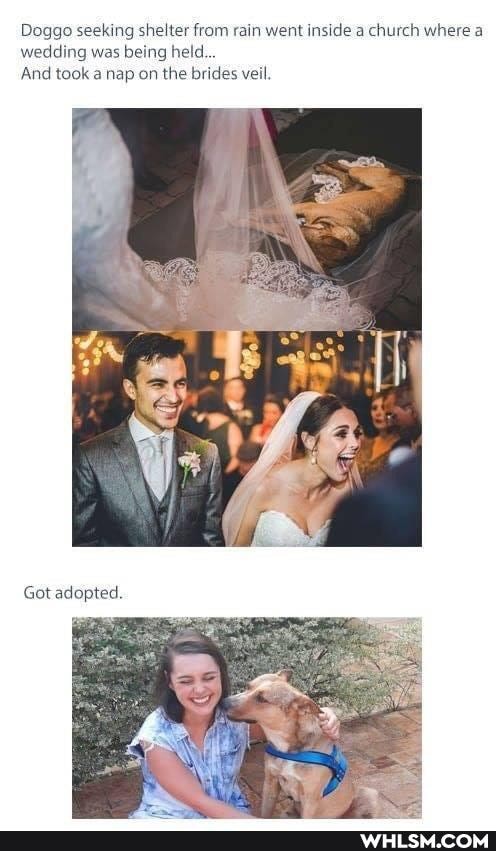 Doggo seeking shelter from rain went inside a church where a wedding was being held.
And took a nap on the brides veil.
Got adopted.
