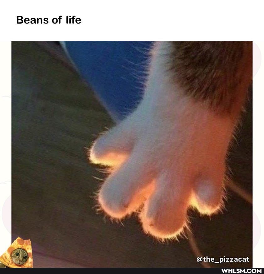 Beans of life
@the pnizzacat