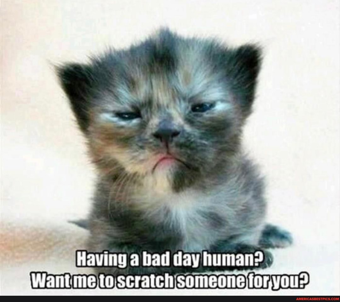 Having bad day humane
'Want me to.scratch someone to