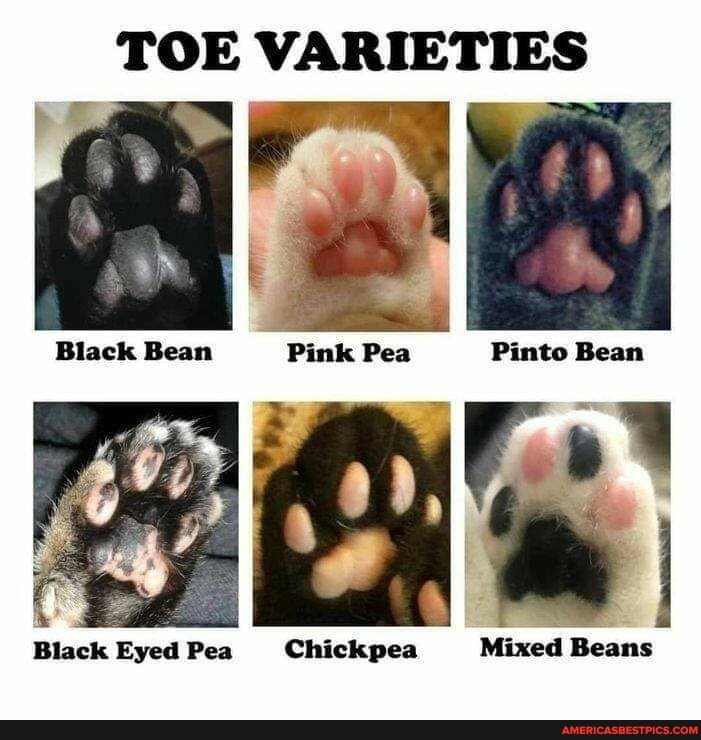 TOE
DIES)
Black Bean Pink Pea Pinto Bean
Black Eyed Pea Chickpea Mixed Beans
