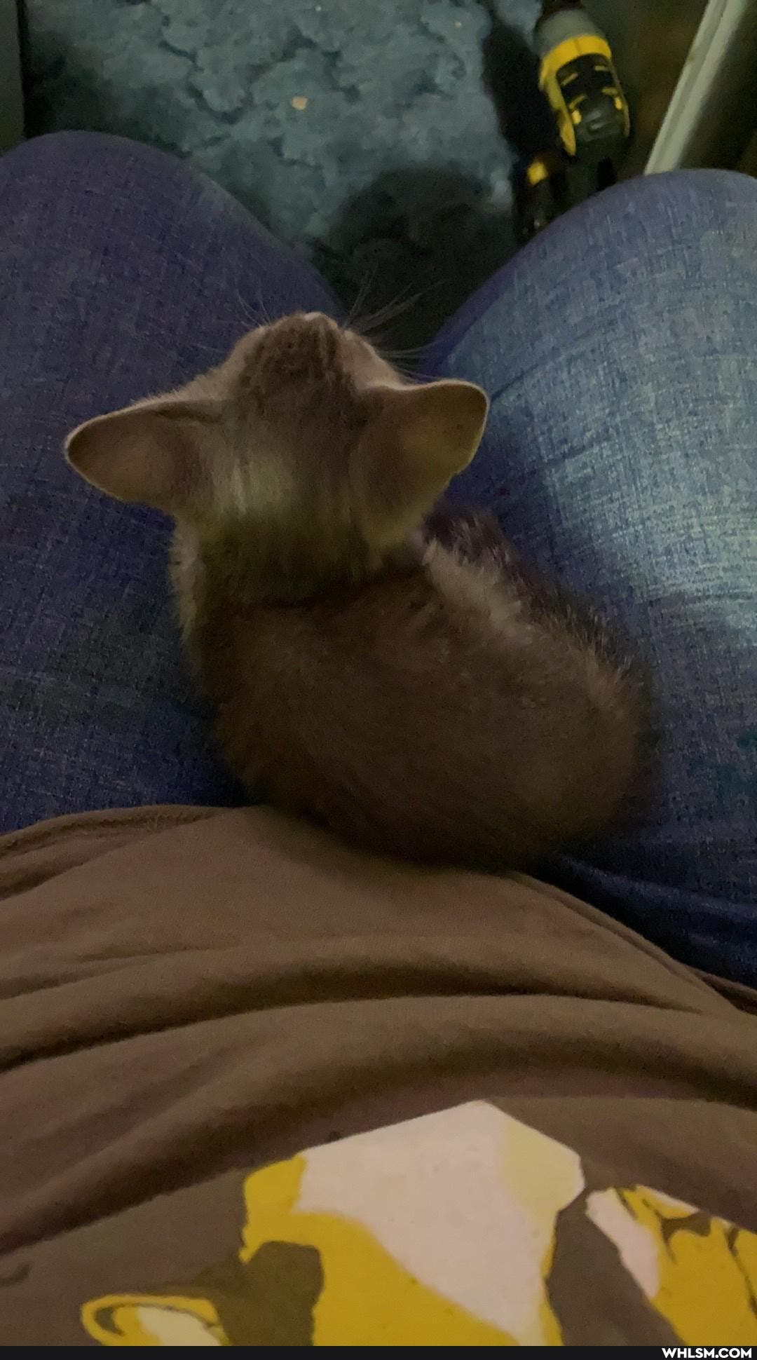 kitten, baby_animals