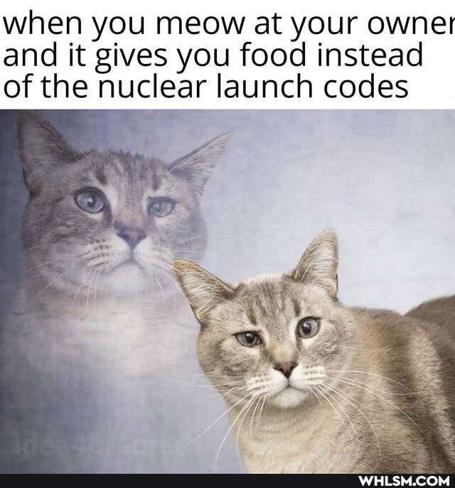 when you meow at your owner and it gives you food instead of the nuclear launch codes