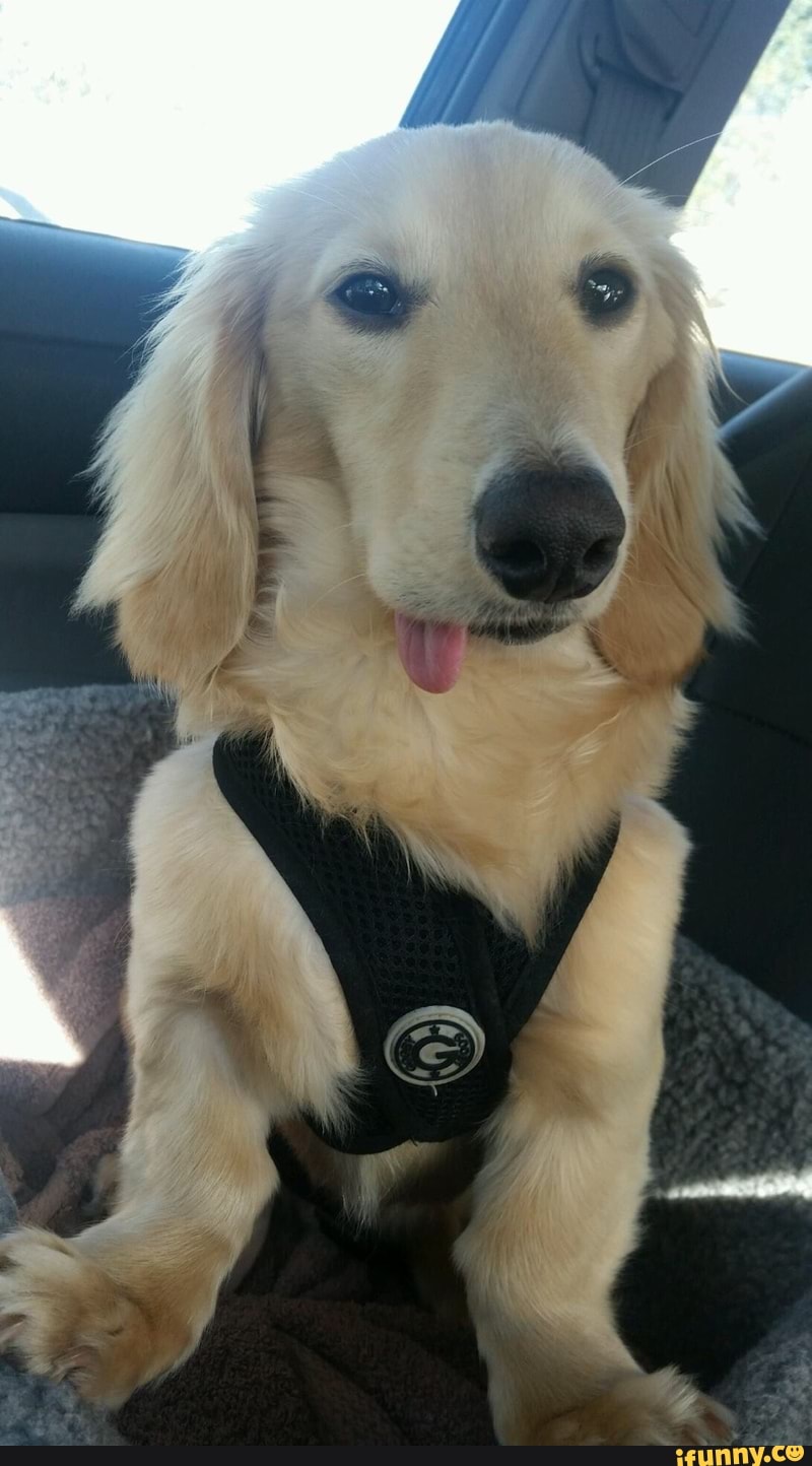 puppy, doggo, dog, goldenretriever, adorable