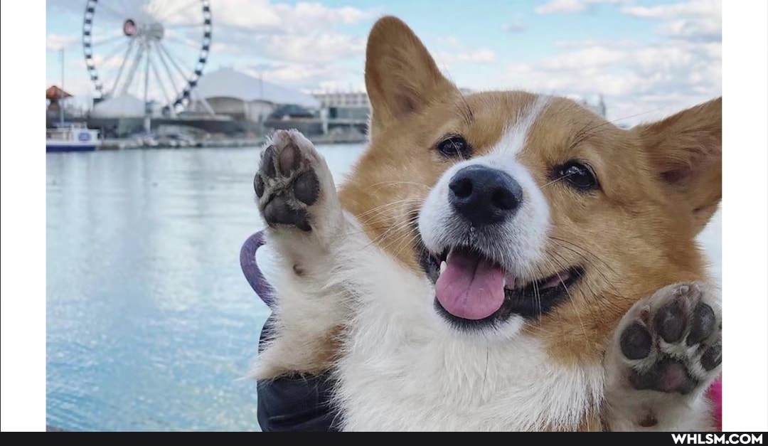 dog, good_boy, doggo