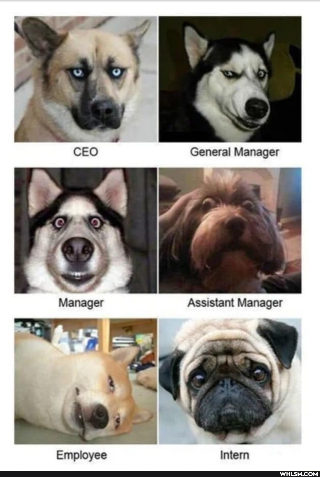 GEO General Manager
Manager Assistant Manager
Employee