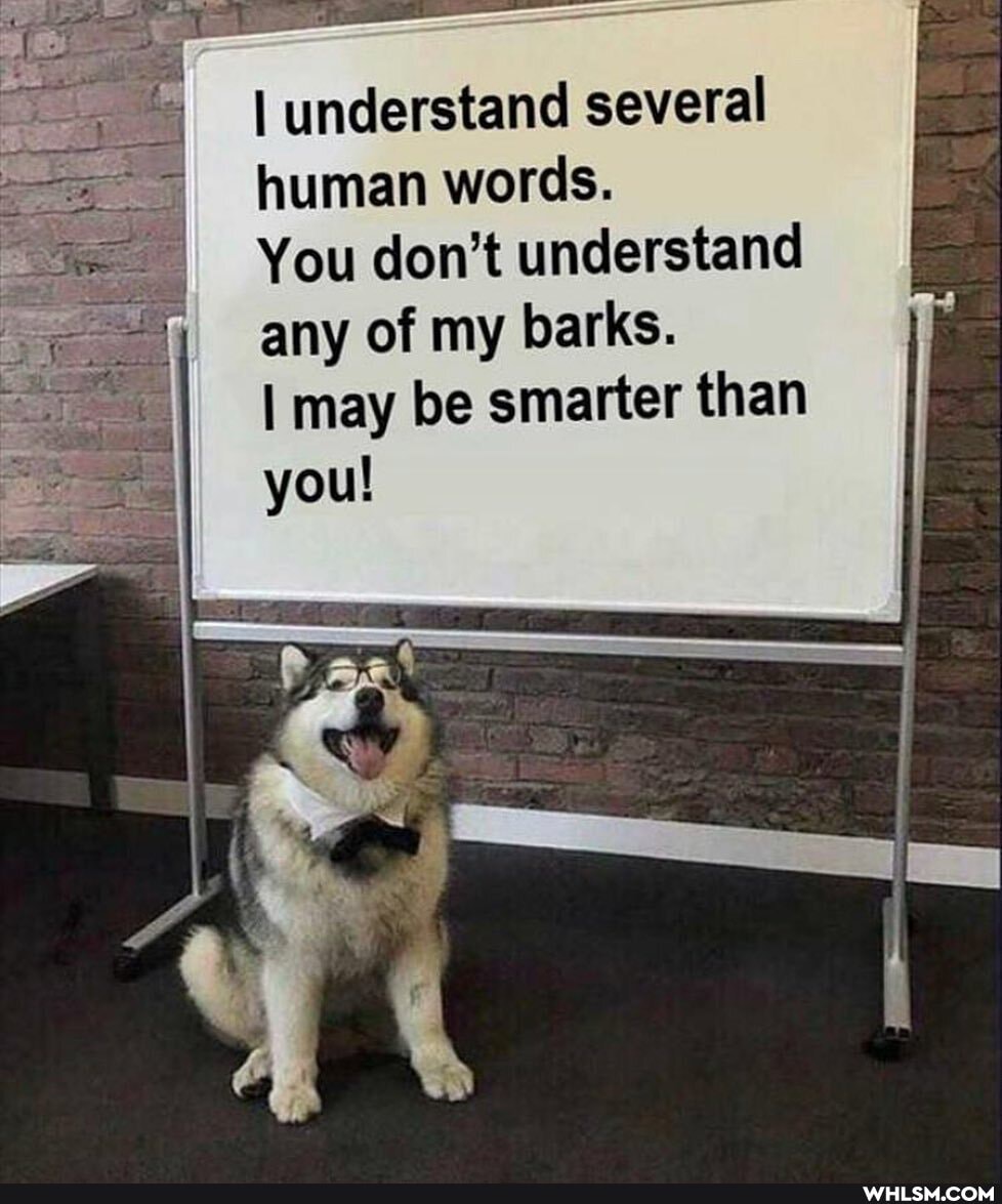 I understand several human words.
You don't understand any of my barks.
I may be smarter than you!
