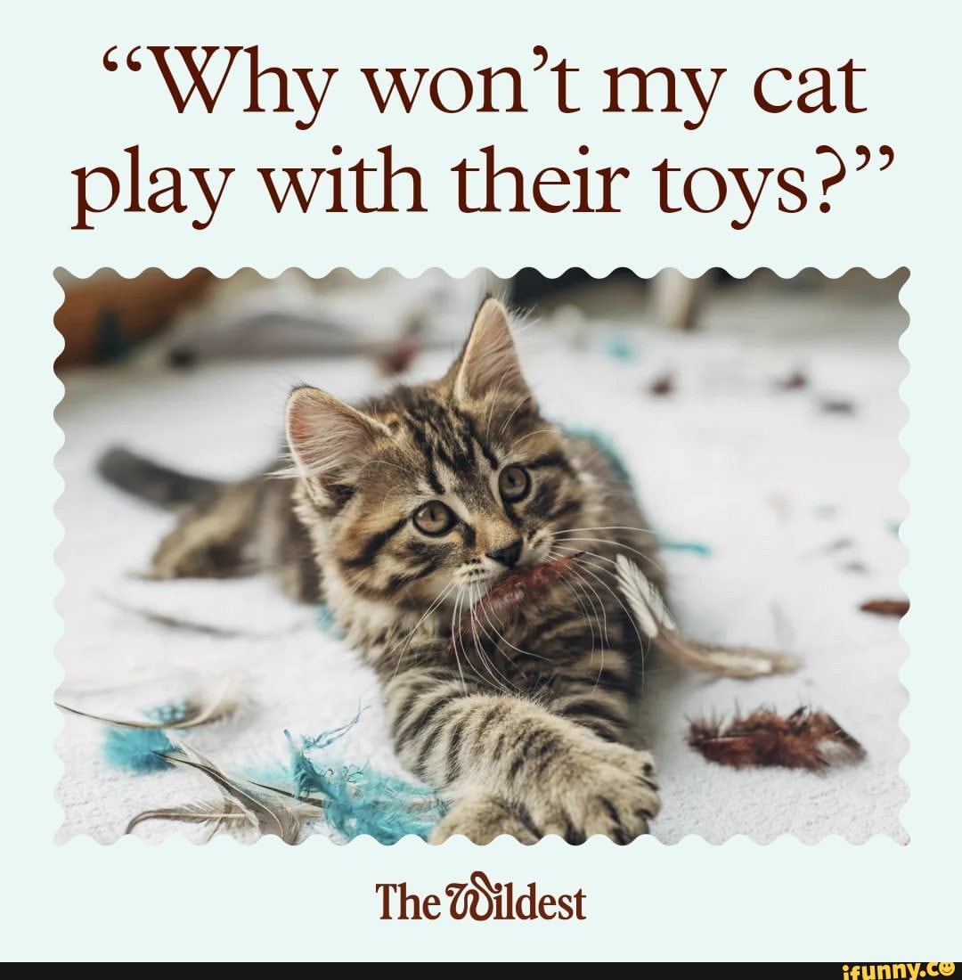 Tildest memes. Best Collection of funny Tildest pictures on iFunny