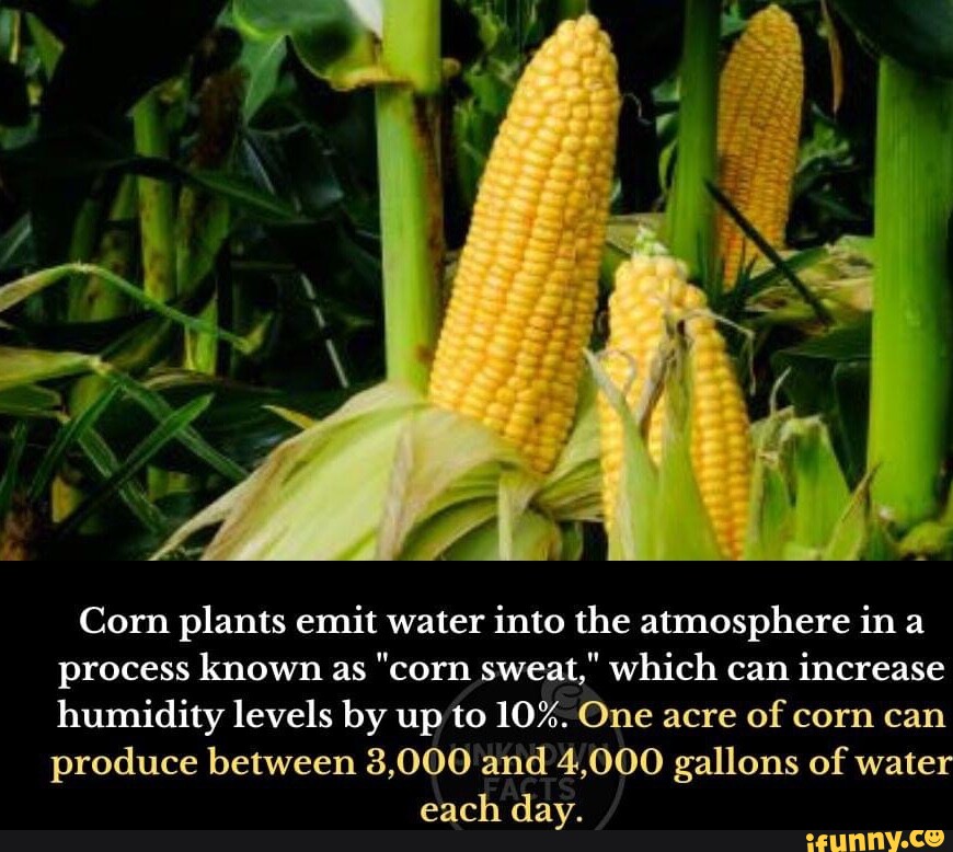 Corn plants emit water into the atmosphere in a process known as "corn