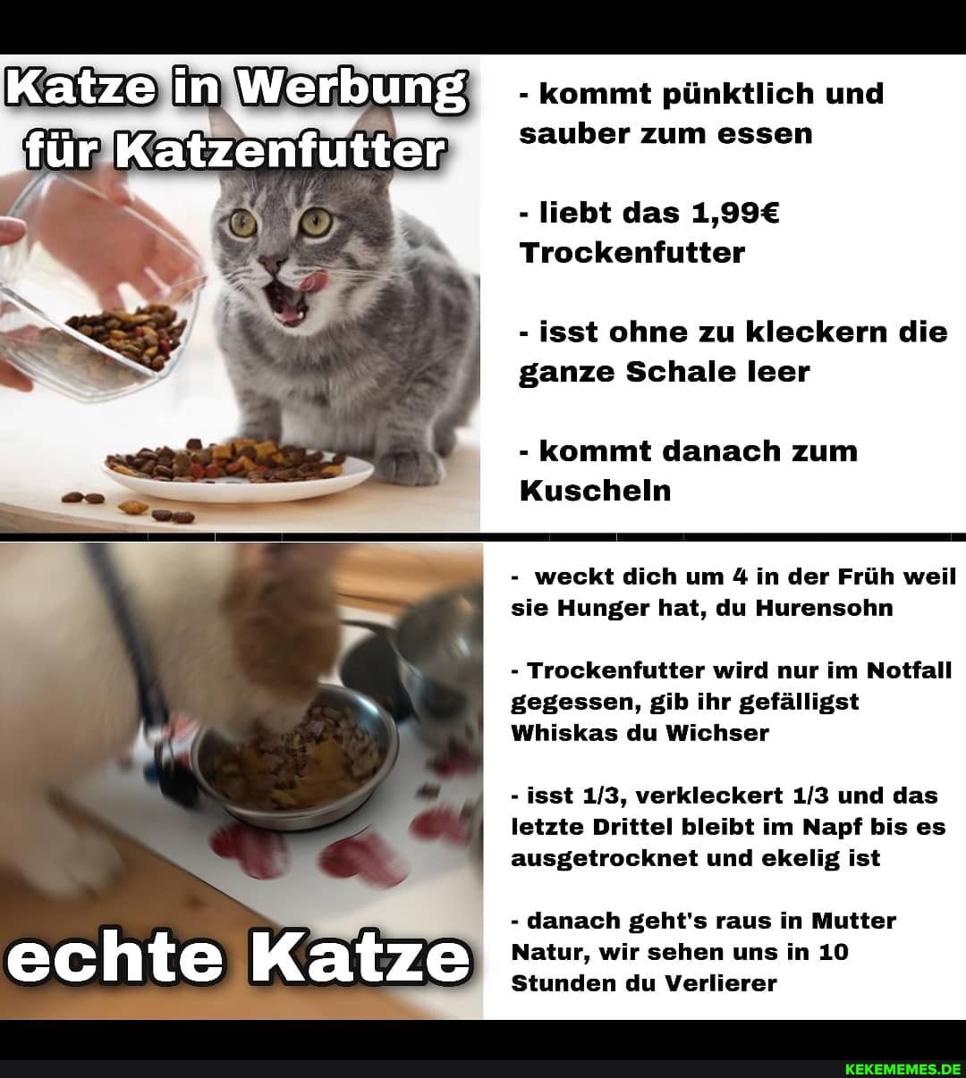 echte Katze
- kommt pünktlich und sauber zum essen
Katze in Werbung
- liebt das
Trockenfutter
- isst ohne zu kleckern die ganze Schale leer
- kommt danach zum
Kuscheln
- weckt dich um 4 in der Früh weil sie Hunger hat, du Hurensohn
- Trockenfutter wird nur im Notfall gegessen, gib ihr gefälligst
Whiskas du Wichser
- isst verkleckert und das letzte Drittel bleibt im Napf bis es ausgetrocknet und ekelig ist
- danach geht's raus in Mutter
Natur, wir sehen uns in 10
Stunden du Verlierer