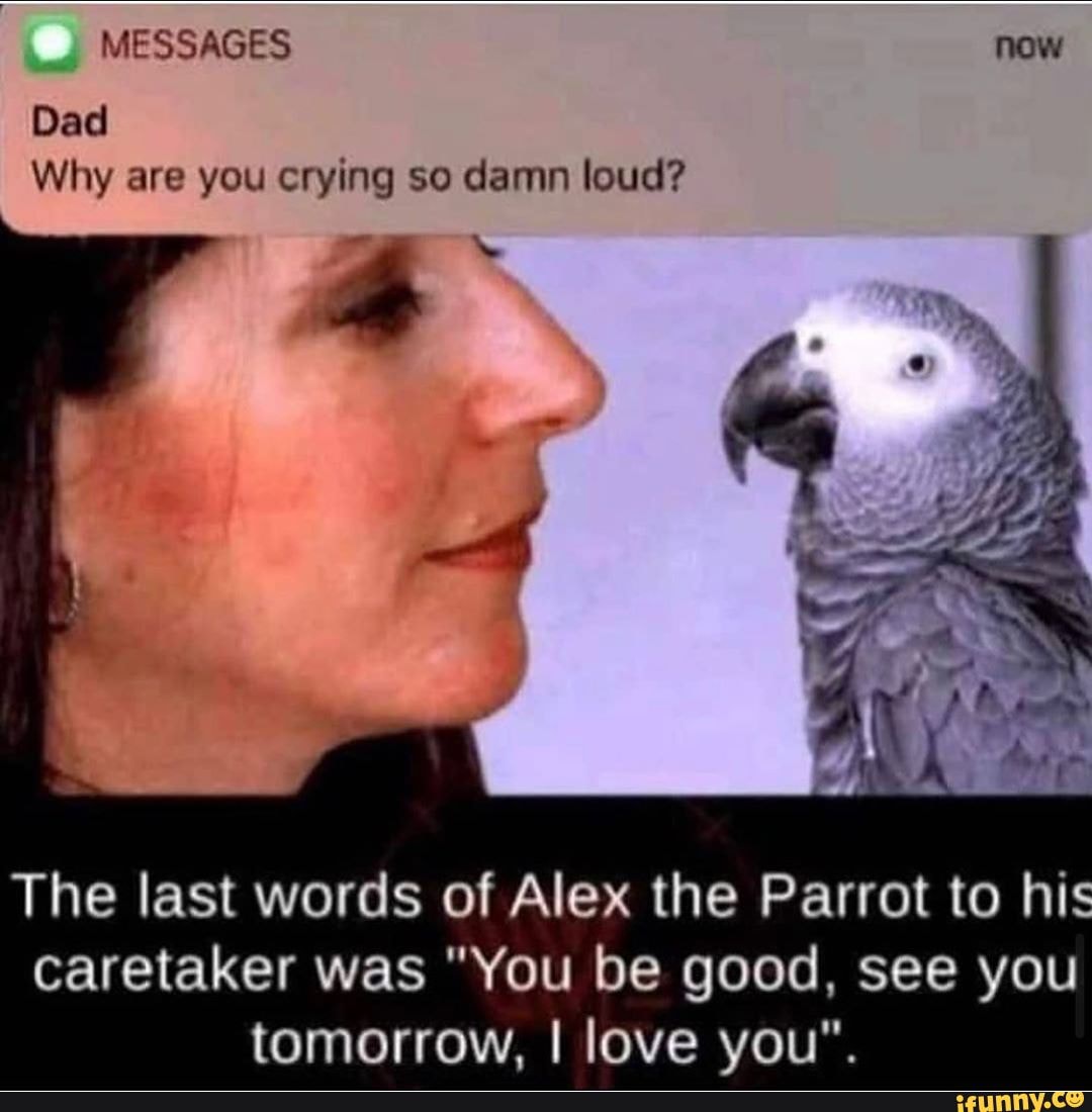 Messages Now Dad Why Are You Crying So Damn Loud The Last Words Of Alex The Parrot To His