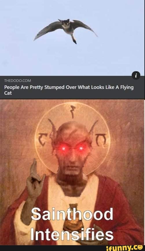 OM.
People Are Pretty Stumped Over What Looks Like A Flying
Cat
Sainthood
Intensifies