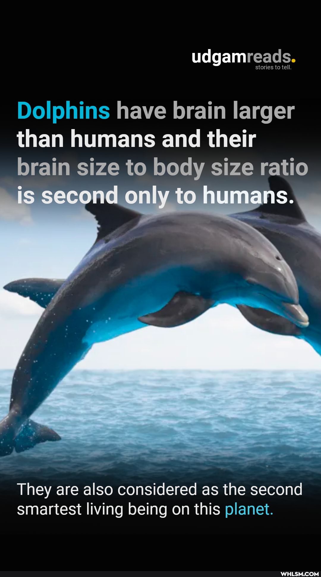 udgamreads.
Dolphins have brain larger than humans and their brain size to body size ratio is second only to humans.
They are also considered as the second smartest living being on this planet.