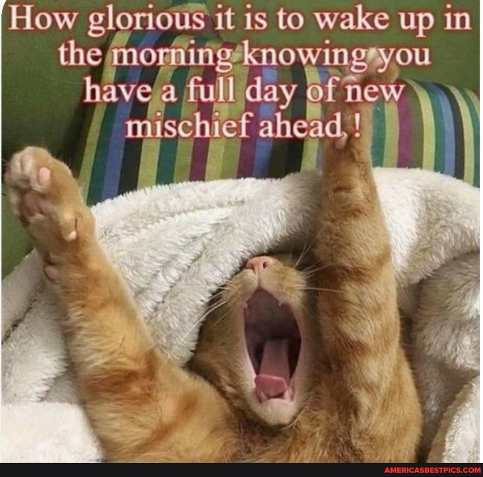 How glorious it is to wake up in the morniige knowingsyou haveja full day of New
'mischief ahead,
