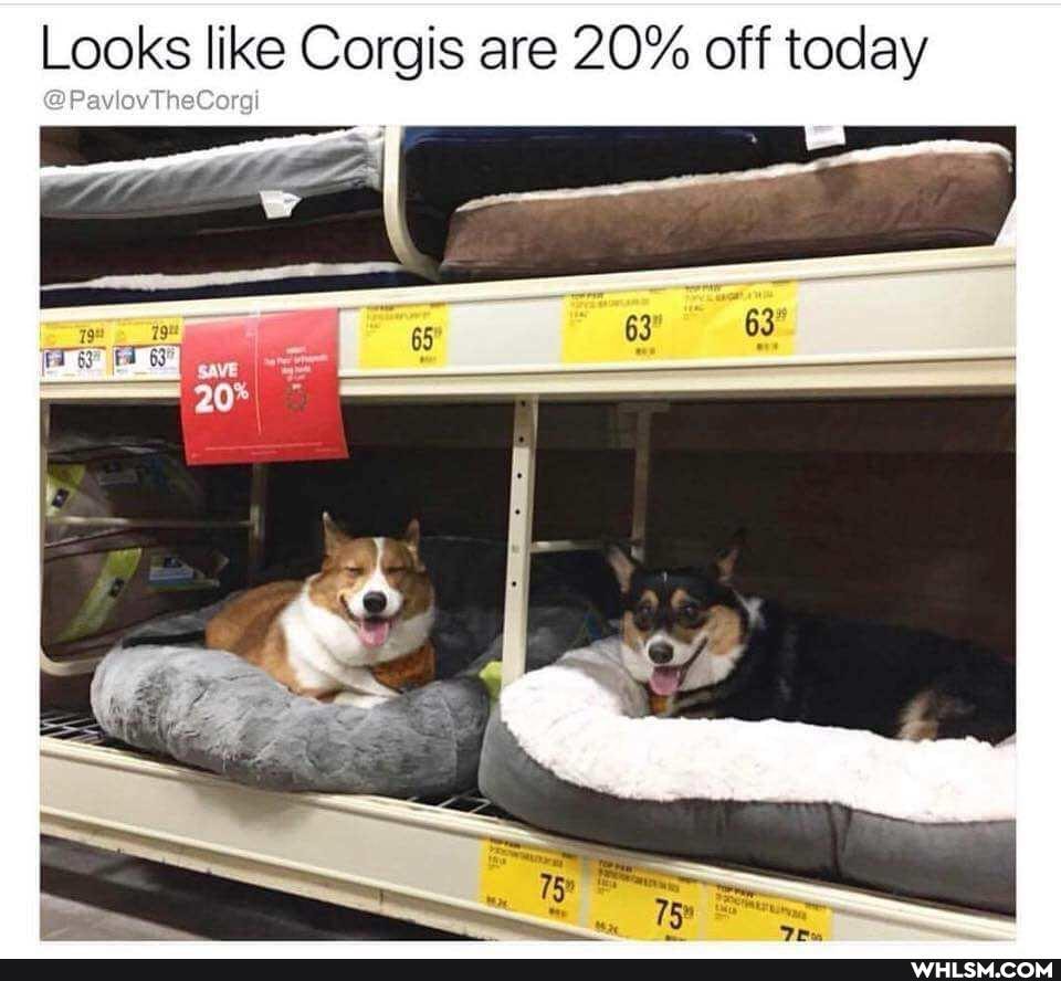 Looks like Corgis are 20% off today