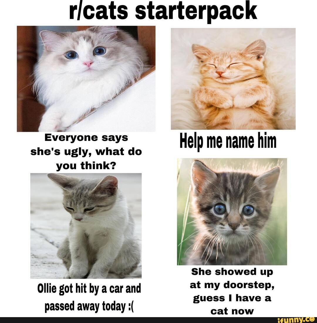 Ricats starterpack Everyone she's ugly, says what do Help me name him ...