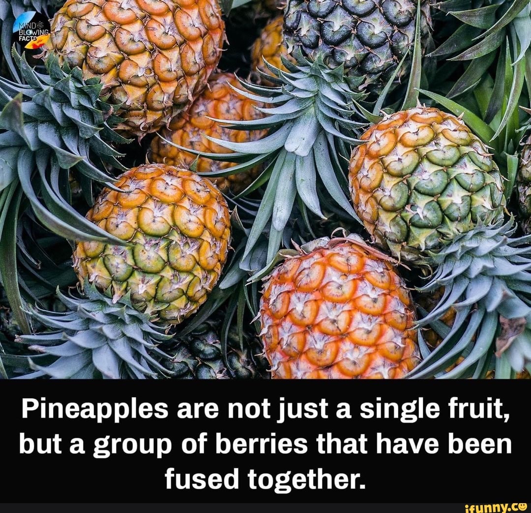 Pineapples are not just a single fruit, but a group of berries that