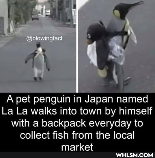@olowingfact
A pet penguin in Japan named
La La walks into town by himself with a backpack everyday to
collect fish from the local