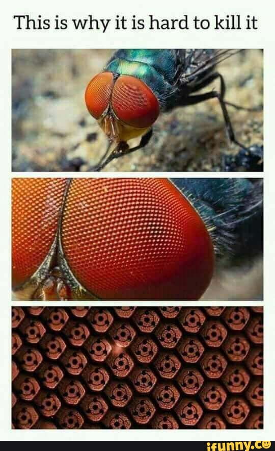 This is why it is hard to kill it