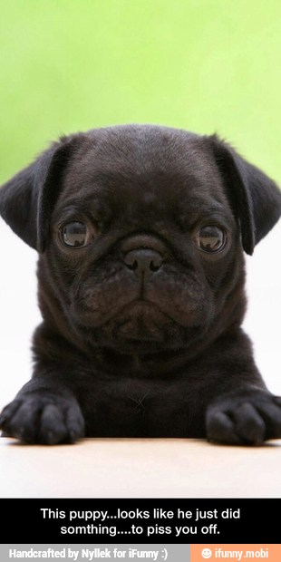 This puppy...looks like he just did
somthing....to piss you off. - This puppy...looks like he just did somthing....to piss you off.