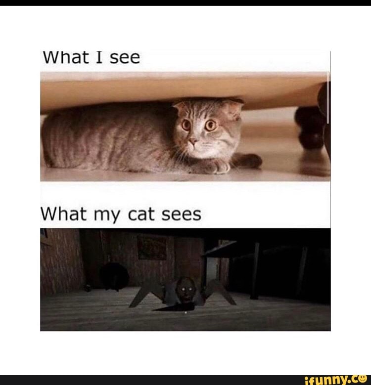 What I see
What my cat sees
