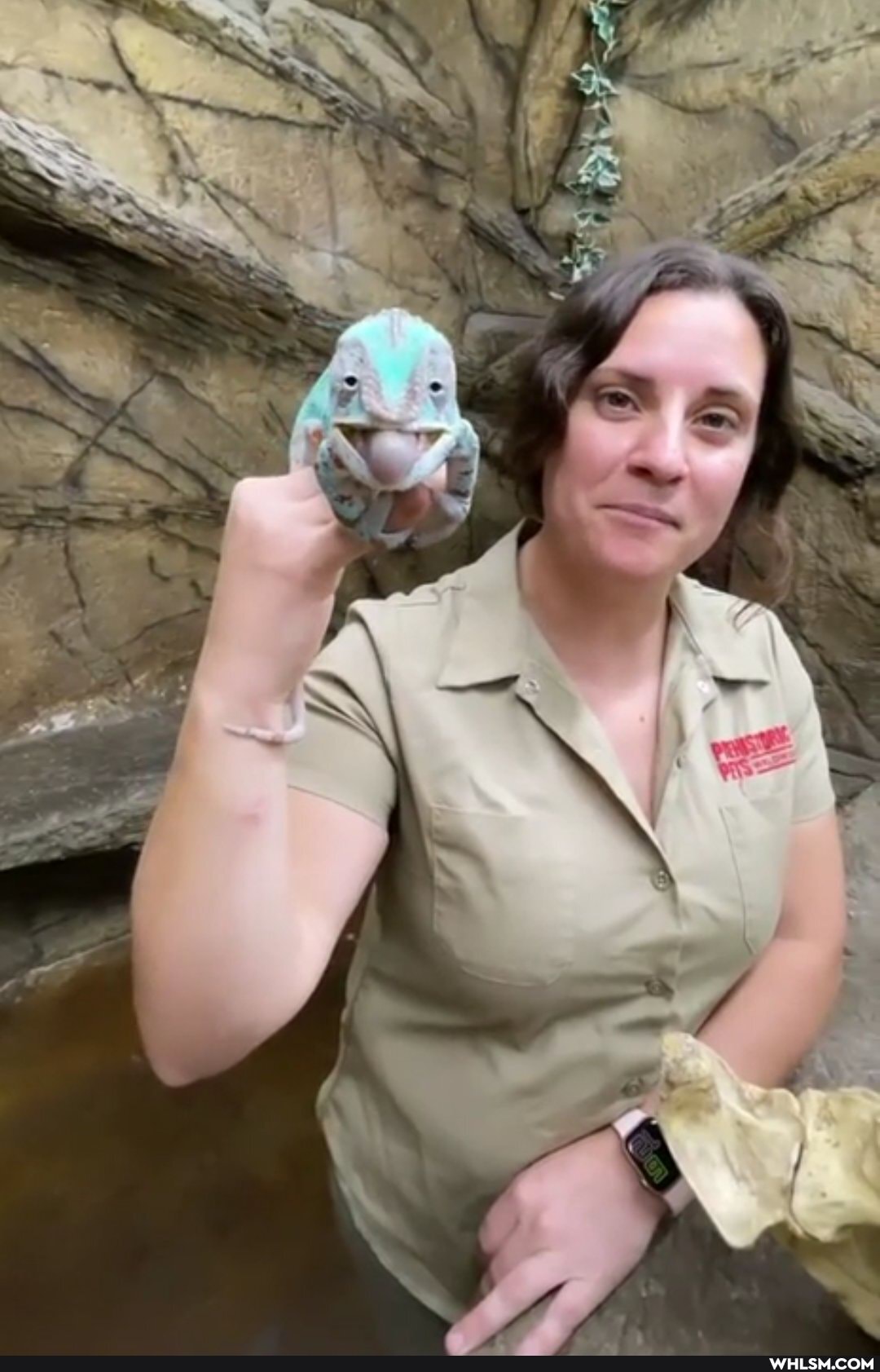 pets, lizard, funny