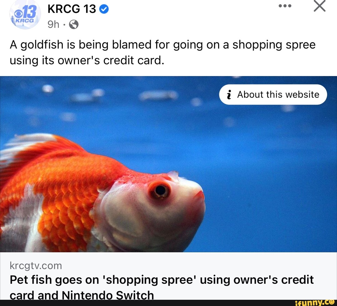 KRCG 13 A goldfish is being blamed for going on a shopping spree using its owner's credit card