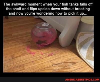 The awkward moment when your fish tanks falls off the shelf and flips upside down without breaking and now you're wondering how to pick it up...