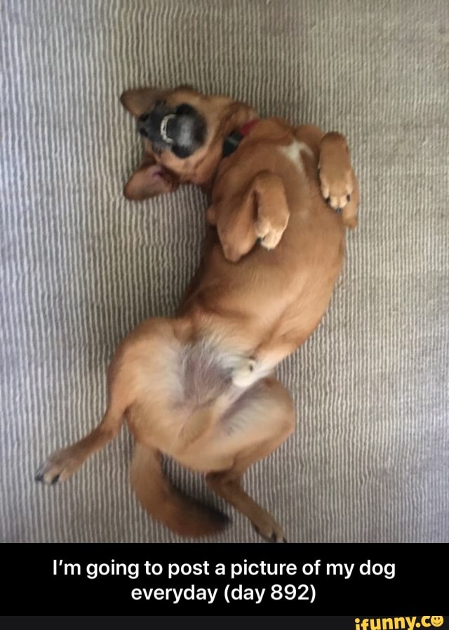 I'm going to post a picture of my dog everyday (day 892) - I’m going to post a picture of my dog everyday (day 892)