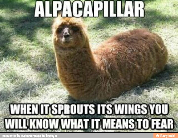 WHEN
ITISPROUTS ITS
WINGS YOU
AWILUKNOW WHAT IT,MEANS;TO FEAR;